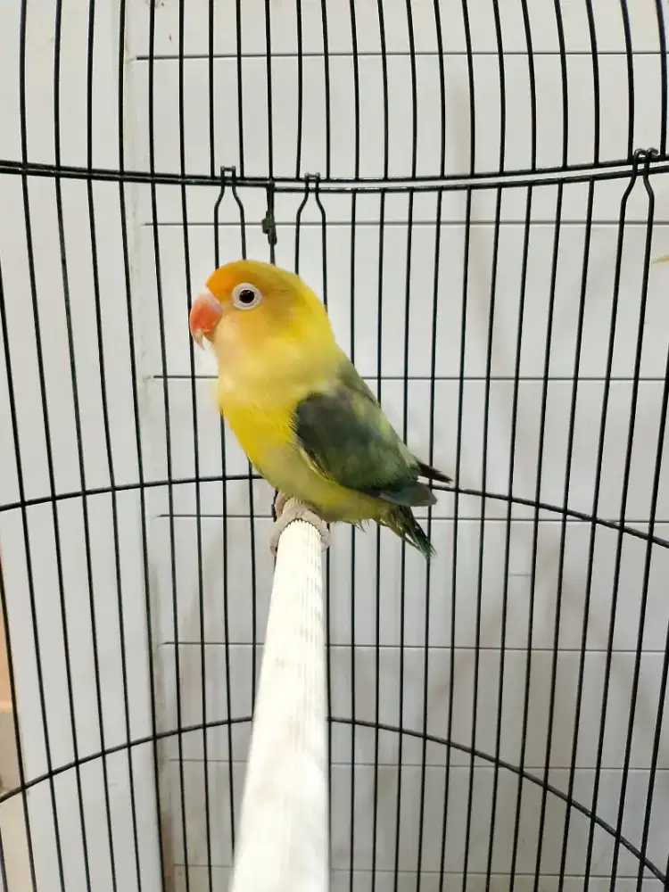 Lovebird PB Betina