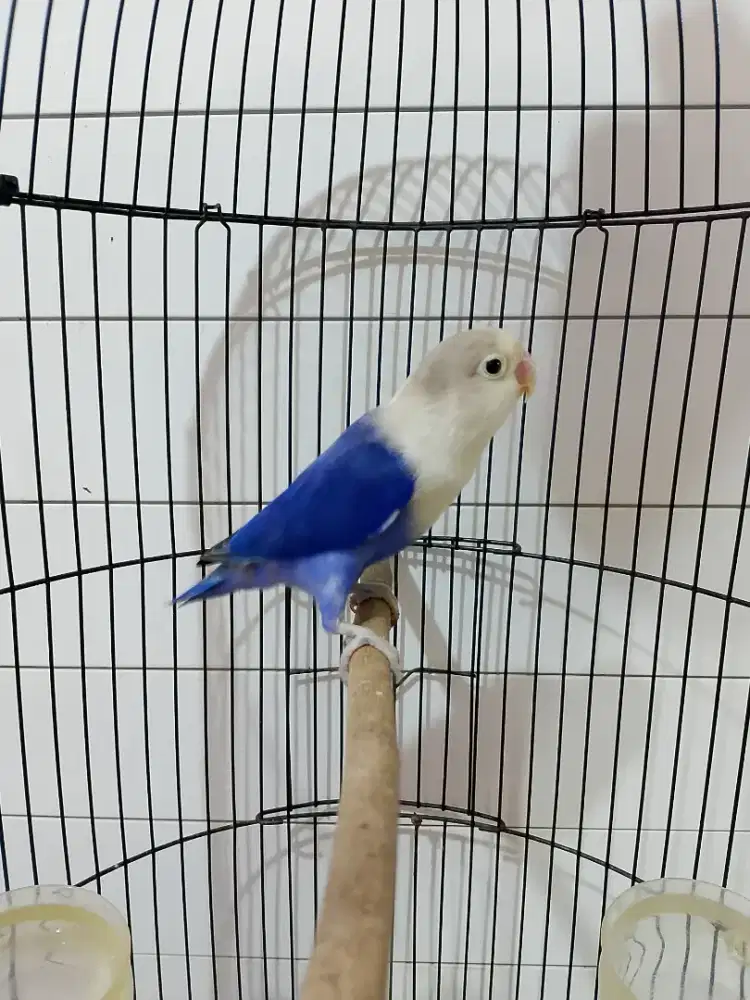 Lovebird Vio FC Prediksi Jantan