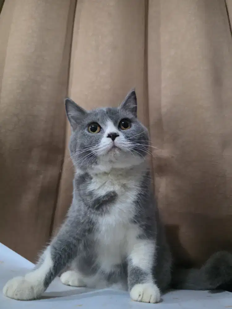 British Shorthair / BSH