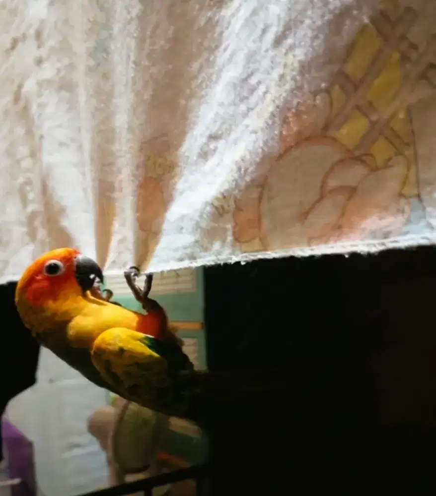 Sun Conure non dna jinak