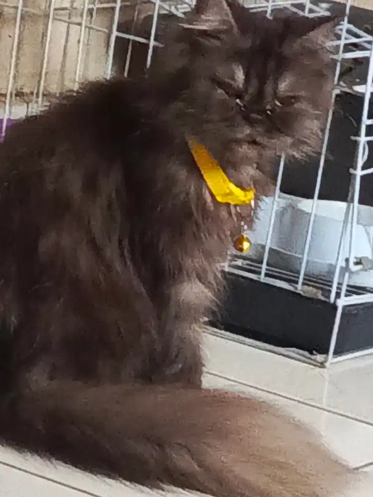 LA peaknose exotic 9 bln