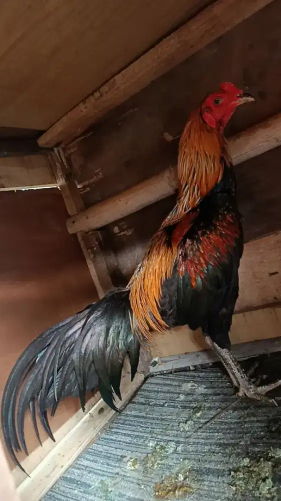 Ayam bangkok koyngon