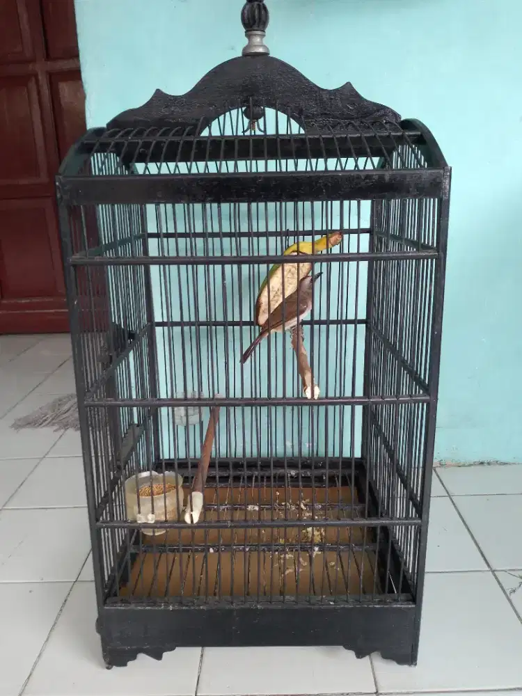 Dijual burung trucukan fullset rajin bunyi