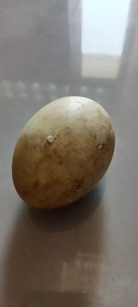 Telur soang gagal netes