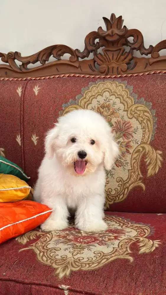 Bichon frise,puppy,male