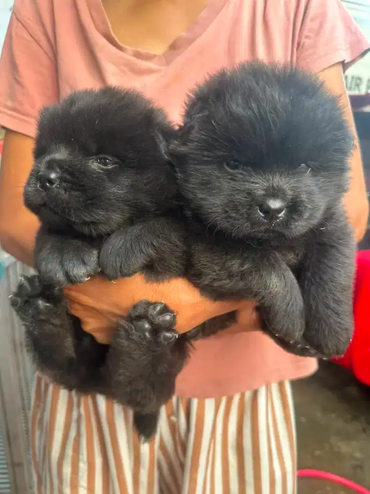 Chow chow ,betina,all black