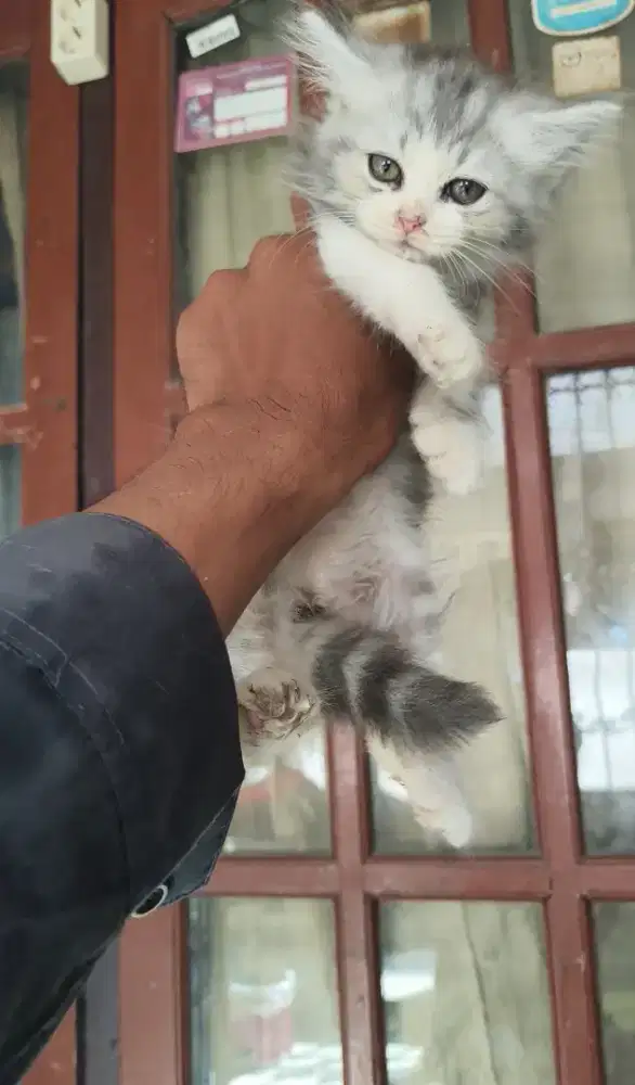 Persia betina 2,5 bulan