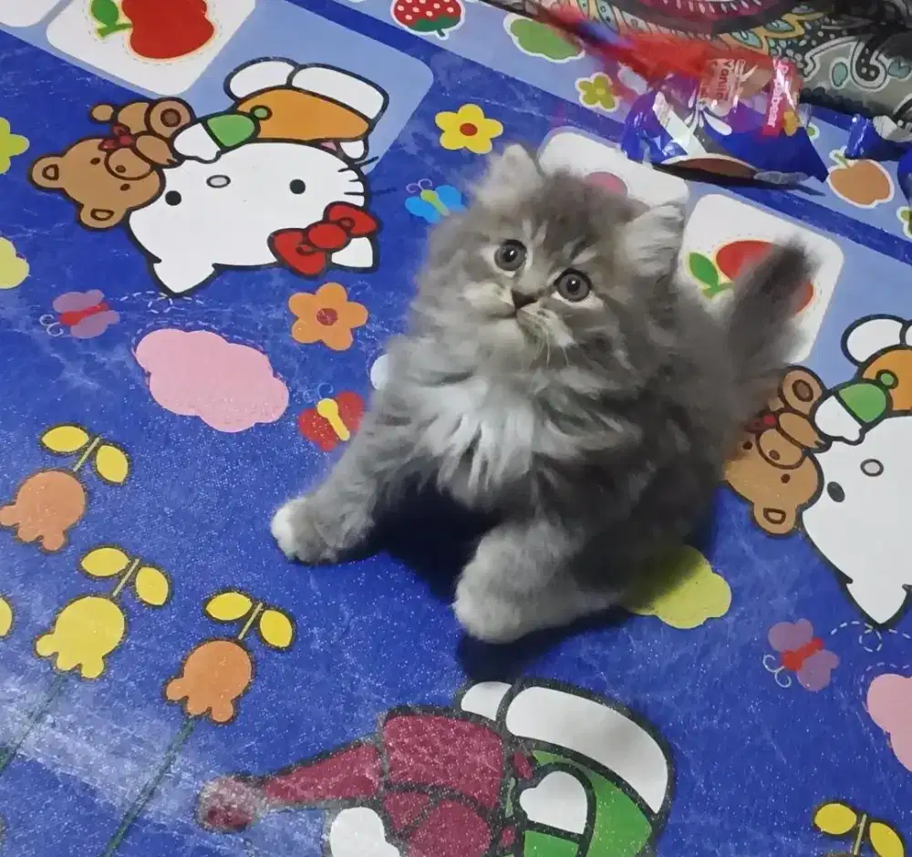 Kucing Persia Flatnose abu putih