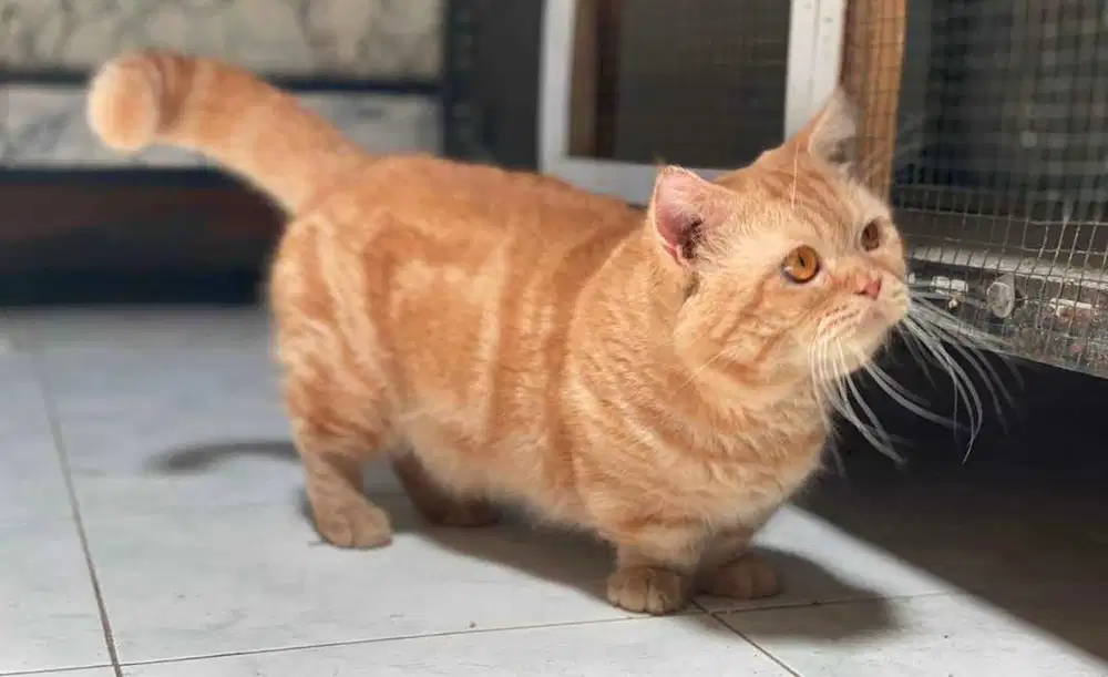 Kucing munchkin bsh british shorthair british short hair