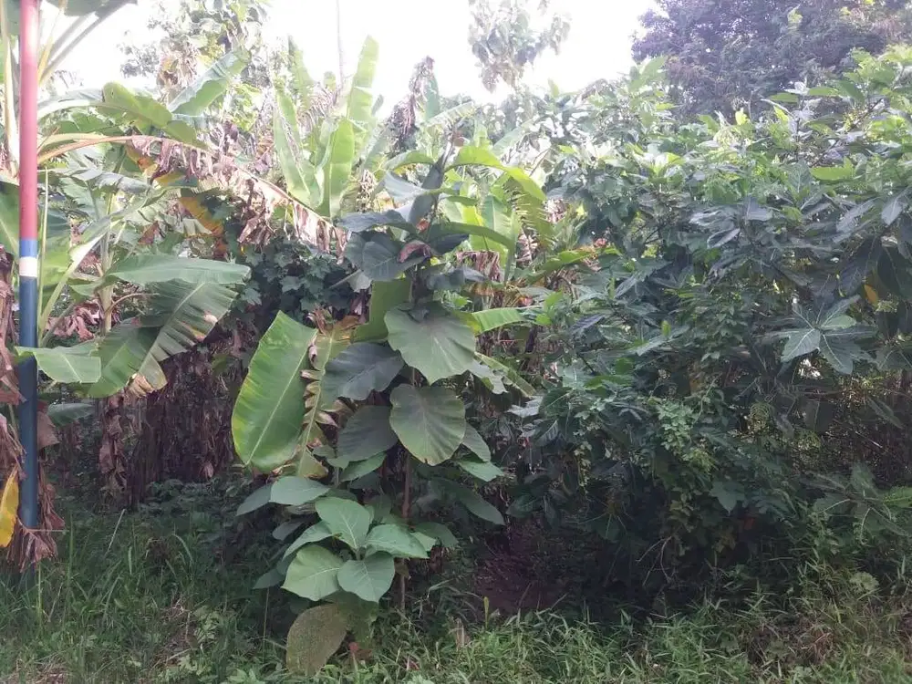 dijual tanah penggaron pedurungan semarang
