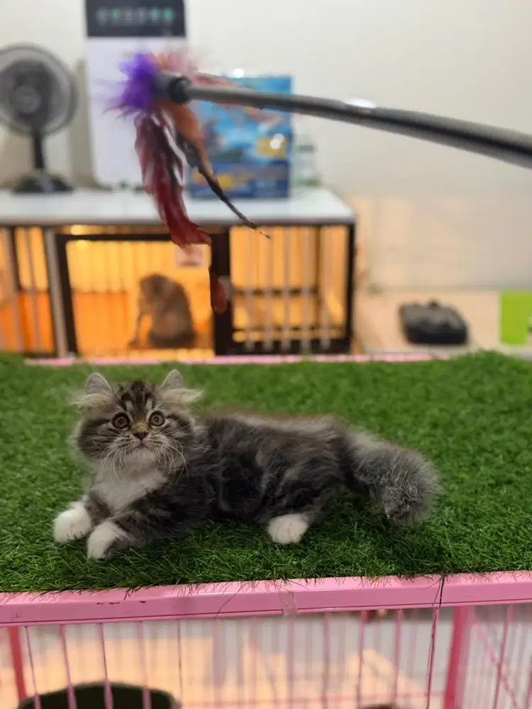 Munchkin Kinkalow