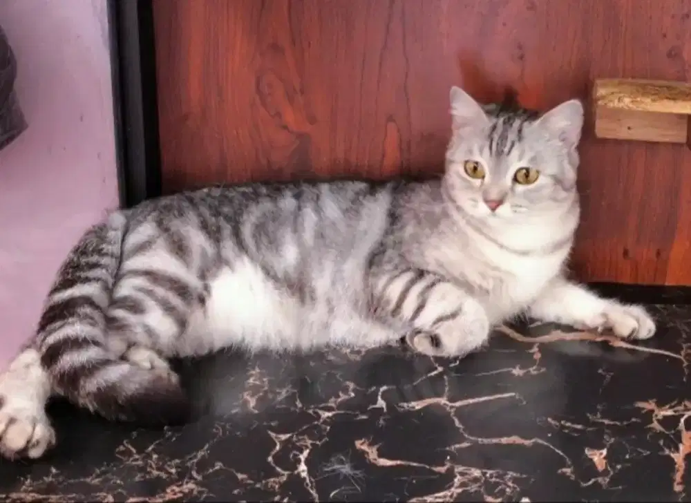 Kucing scottish straight silver betina br4hi