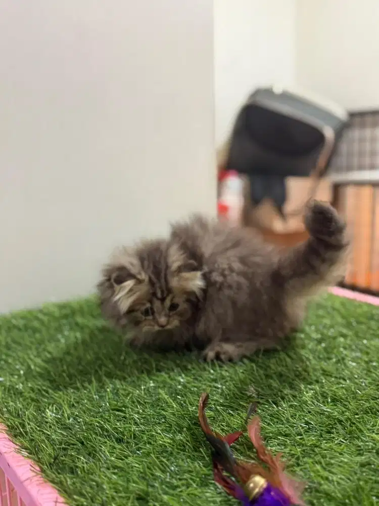 Scottish Fold (Munchkin Non Standar)