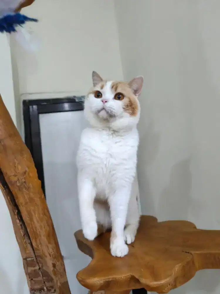 BSH pedigree british
