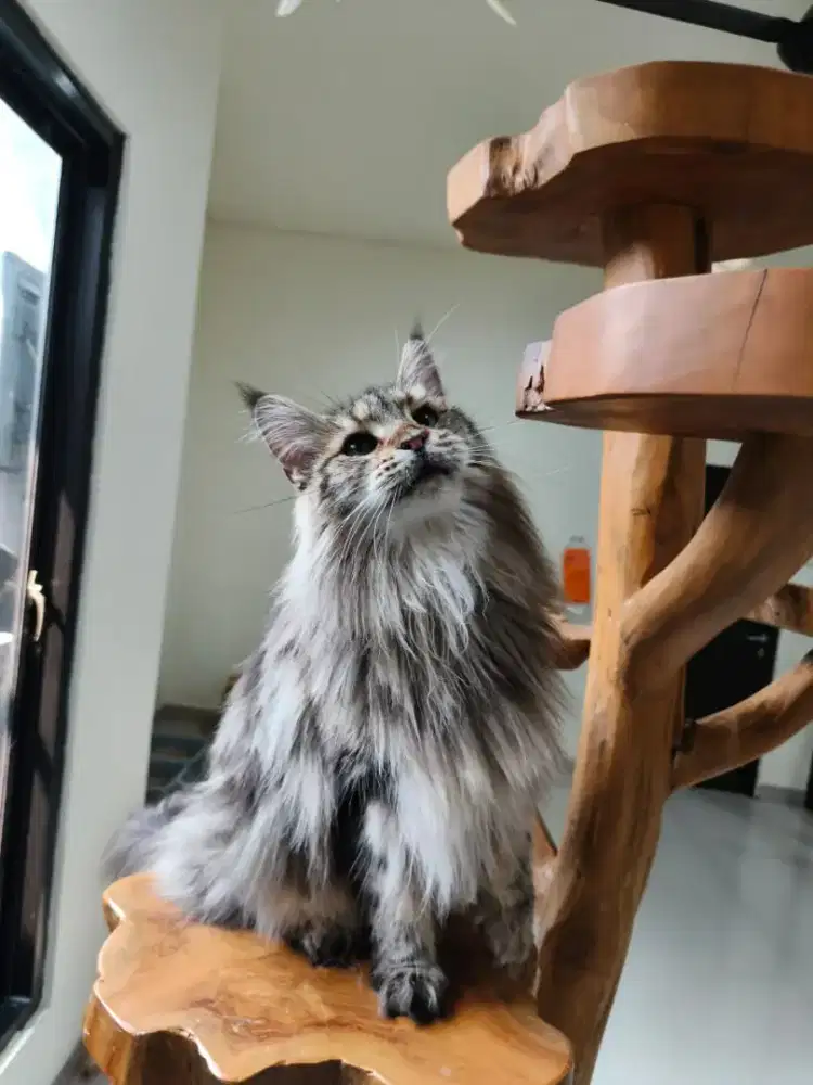 Mainecoon purebreed (steril)