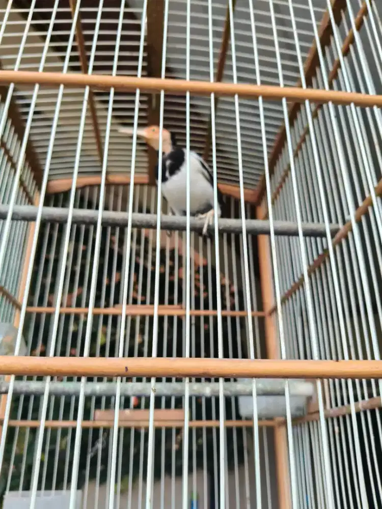 Jalak Suren Gacor