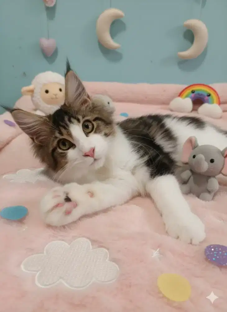 Mainecoon NONPED