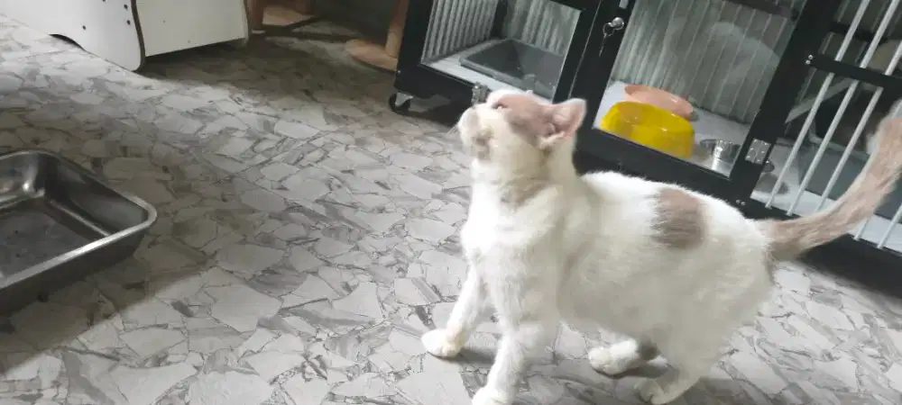 Dijual kucing bsh import