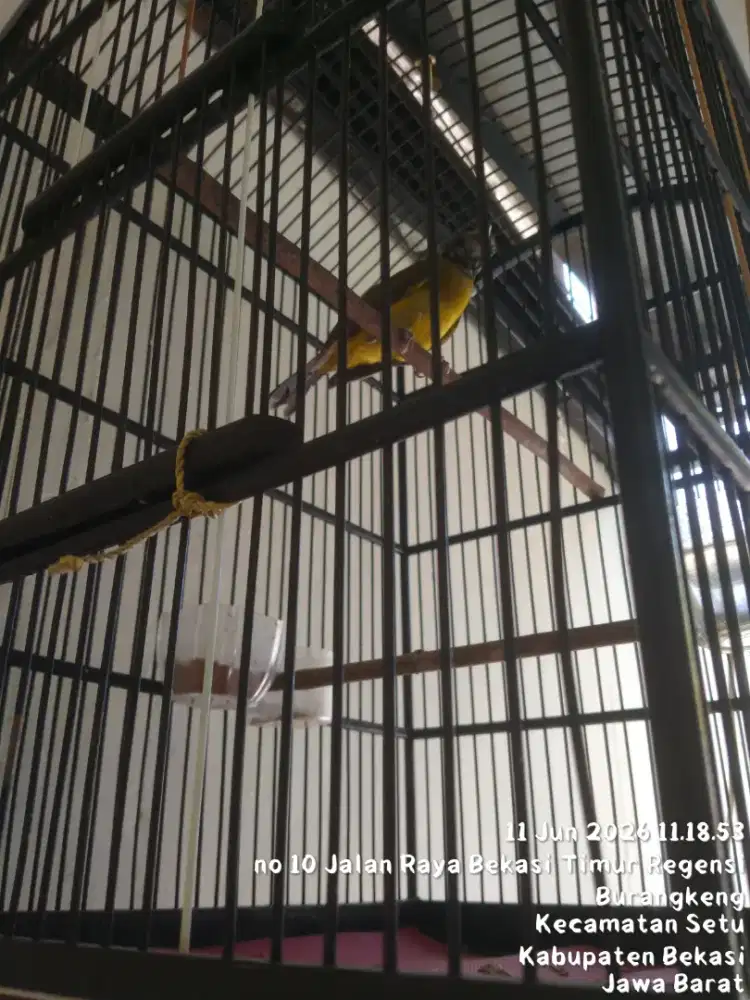 Burung gacor Samyong fullset