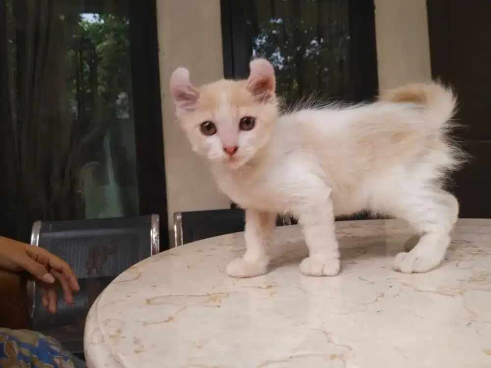 American curl cream white jantan