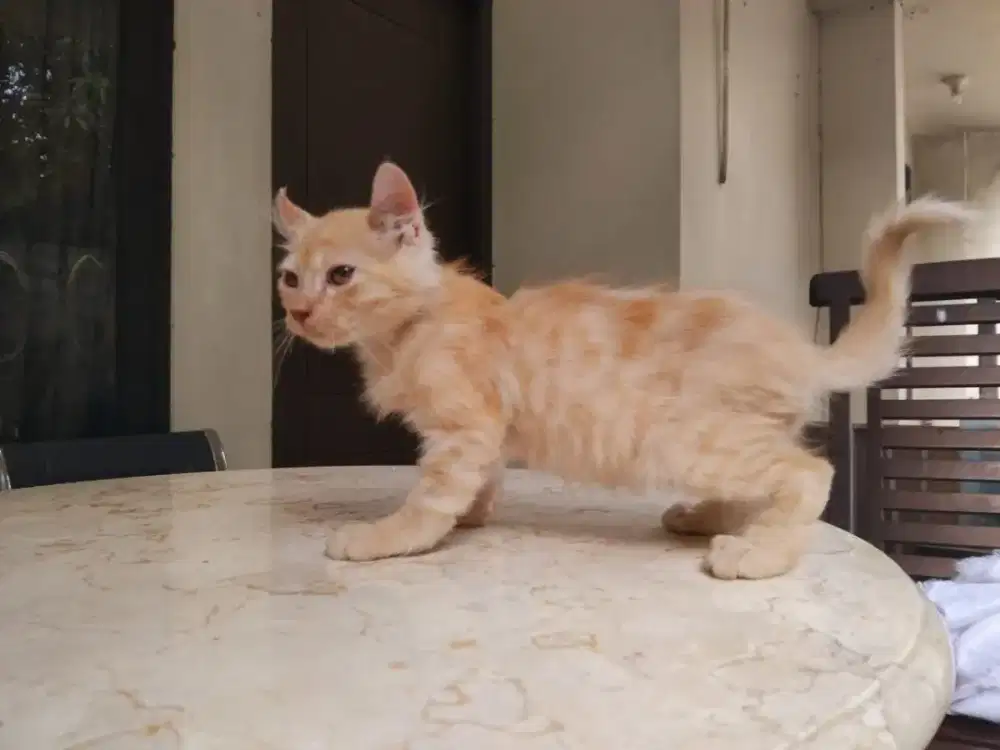 American curl oyen jantan