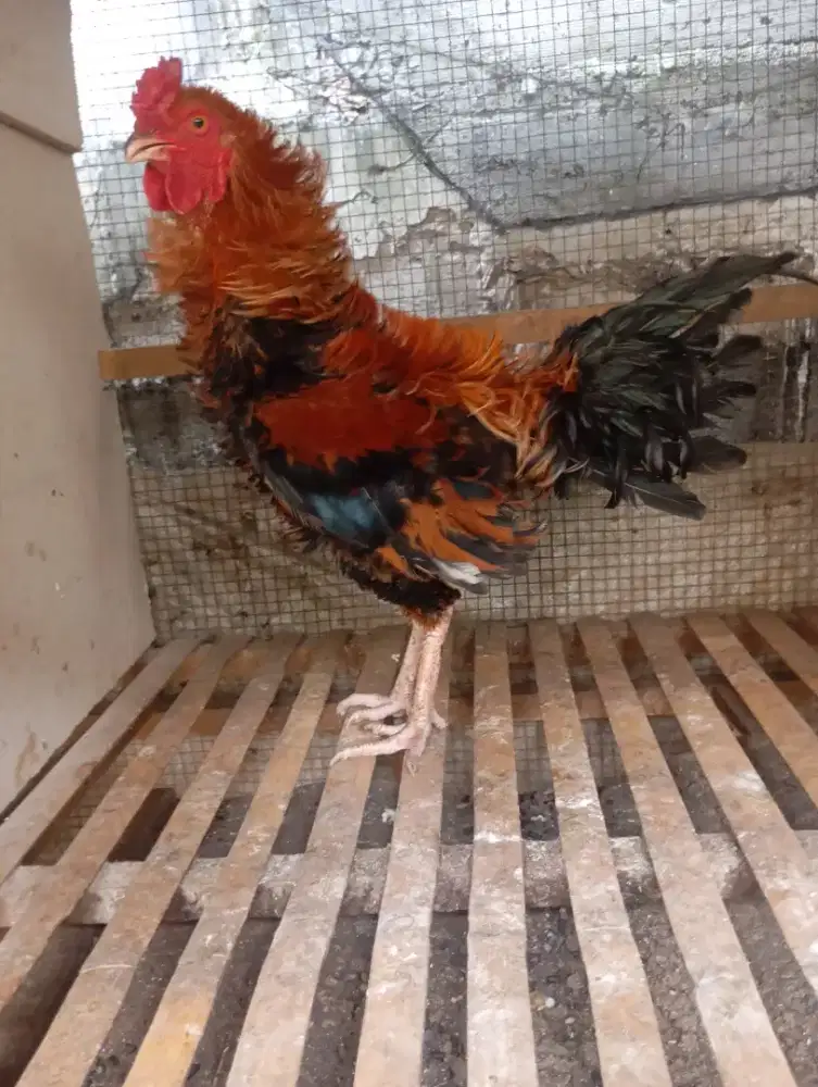 Ayam walik kampung jantan jago
