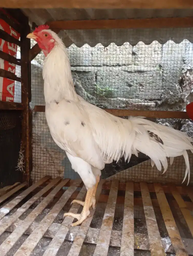 Ayam kampung putih jantan jago muda janggar