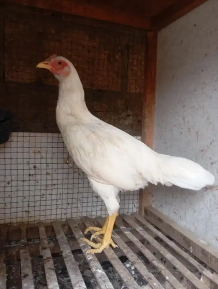 Ayam kampung putih betina remaja dara