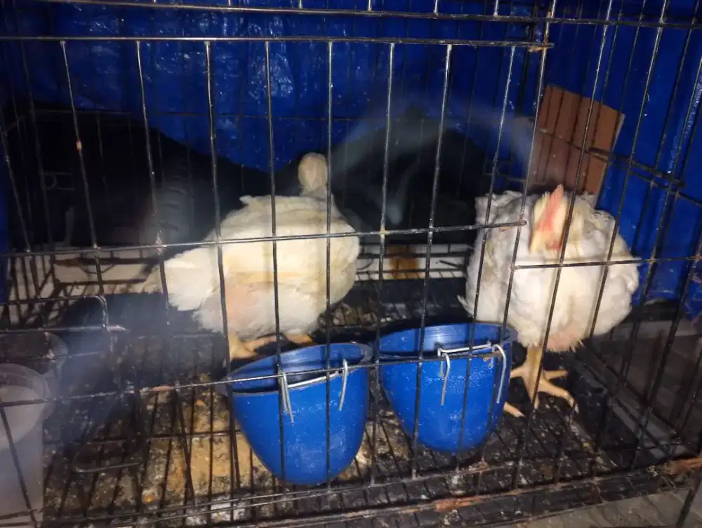 Ayam boiler konsumsi