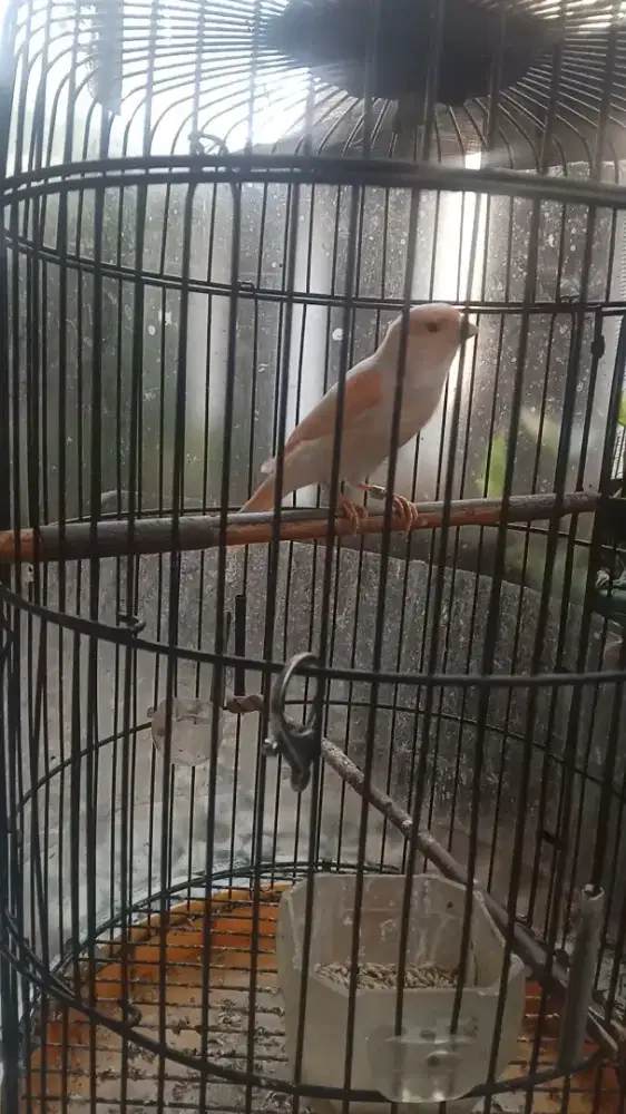 Kenari red mozaik Jantan
