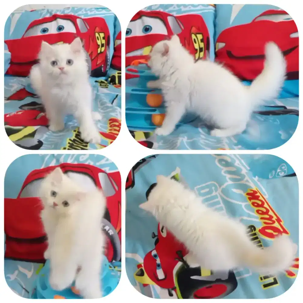 Kitten Persia Red Point