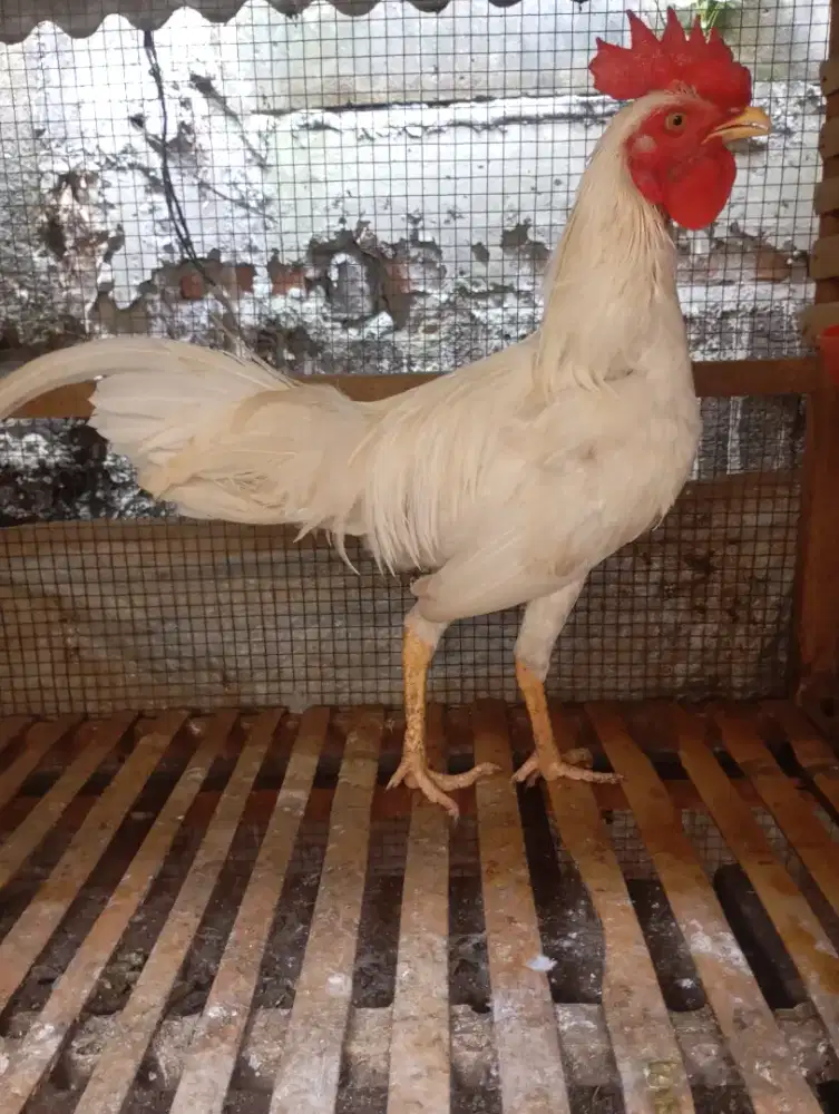 Ayam kampung putih jantan jago