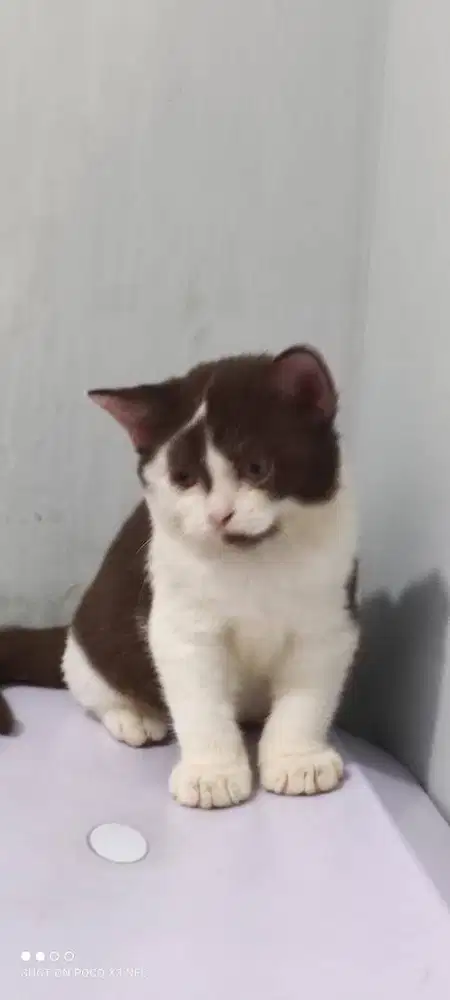 Munchkin BSH NS Bico Choco Cinnamon