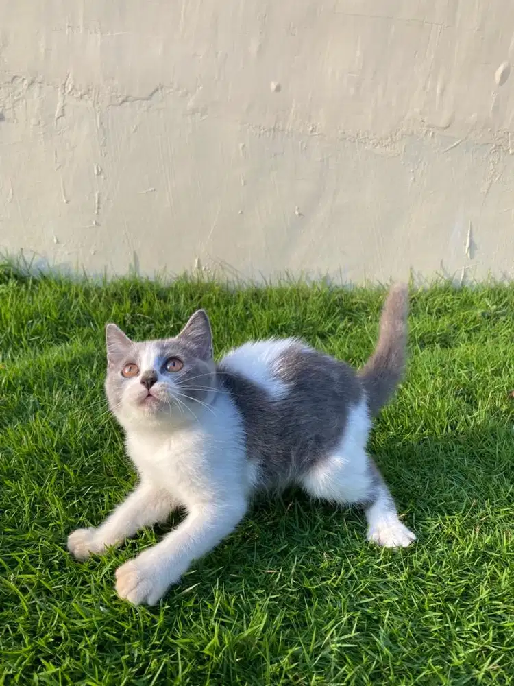 British shorthair