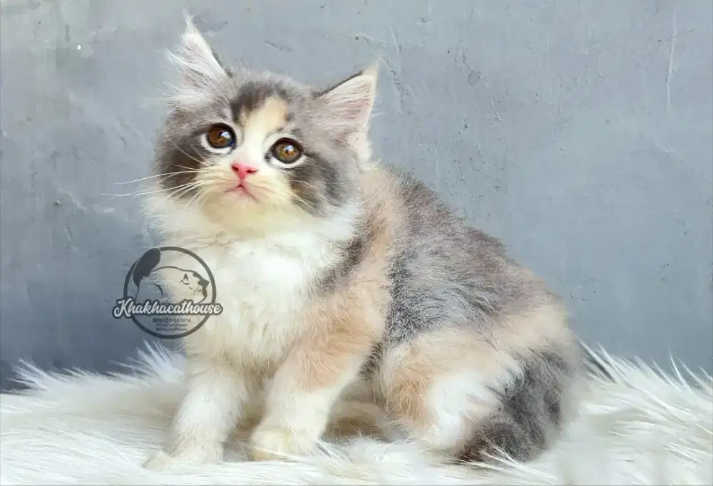 Kucing persia cantik