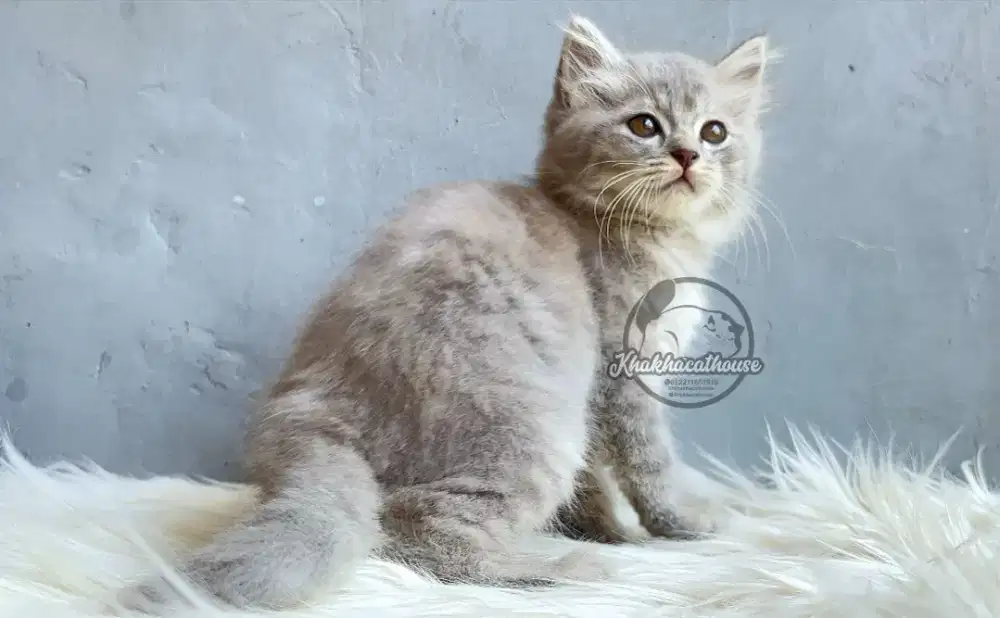 Kucing abu gembul