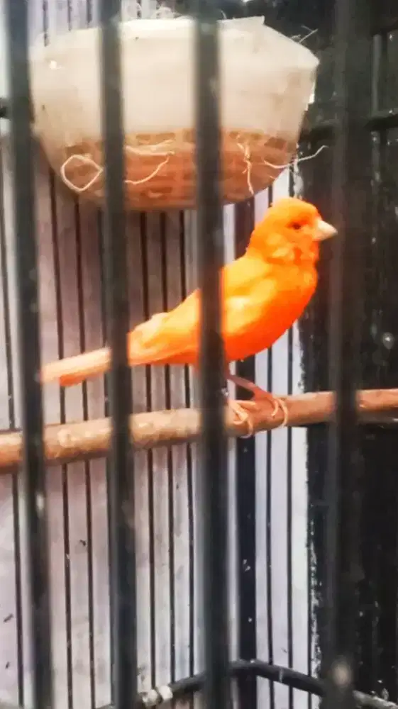 Kenari melok merah lokal