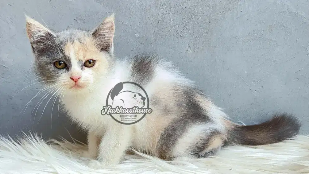 Kucing calico bulu pendek