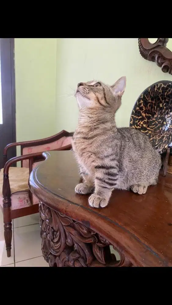 Kucing munchkin jantan