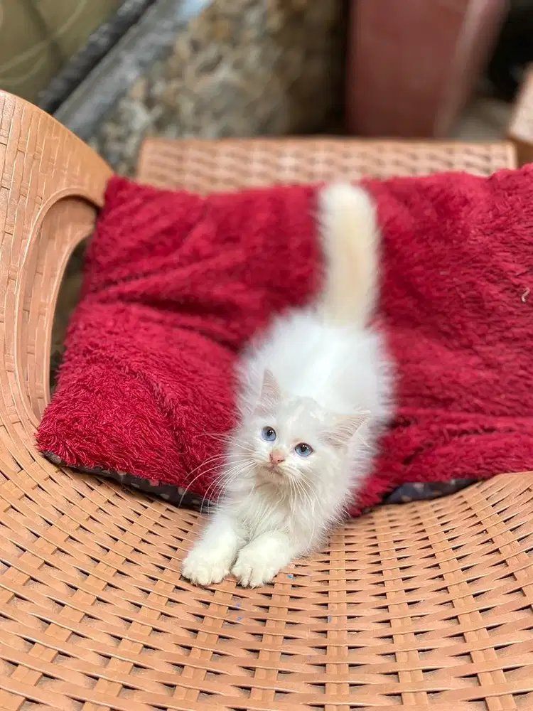 persia medium longhair