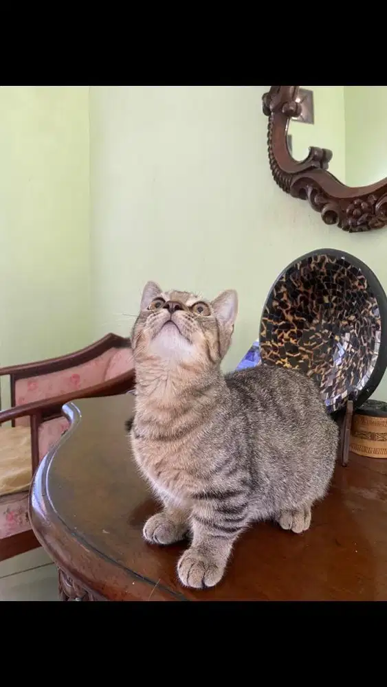 Kucing munchkin jantan