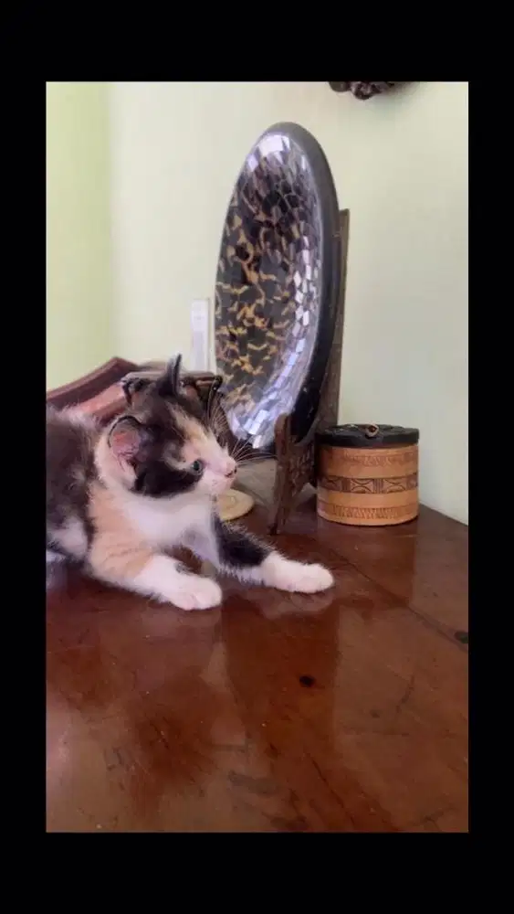 Kucing ns munchkin betina