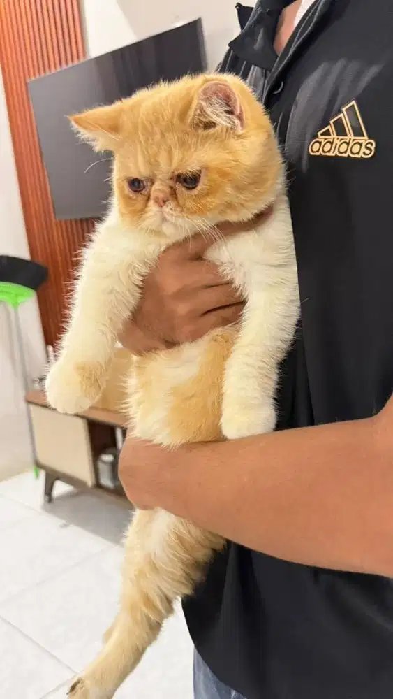 Exotic shorthair
