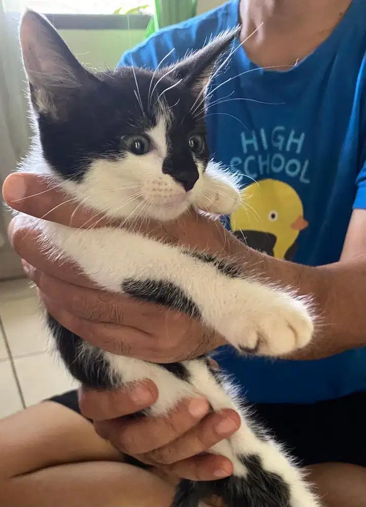 Kucing ns munchkin betina