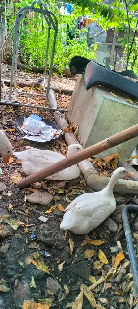 3 Ekor Bebek Peking Dewasa