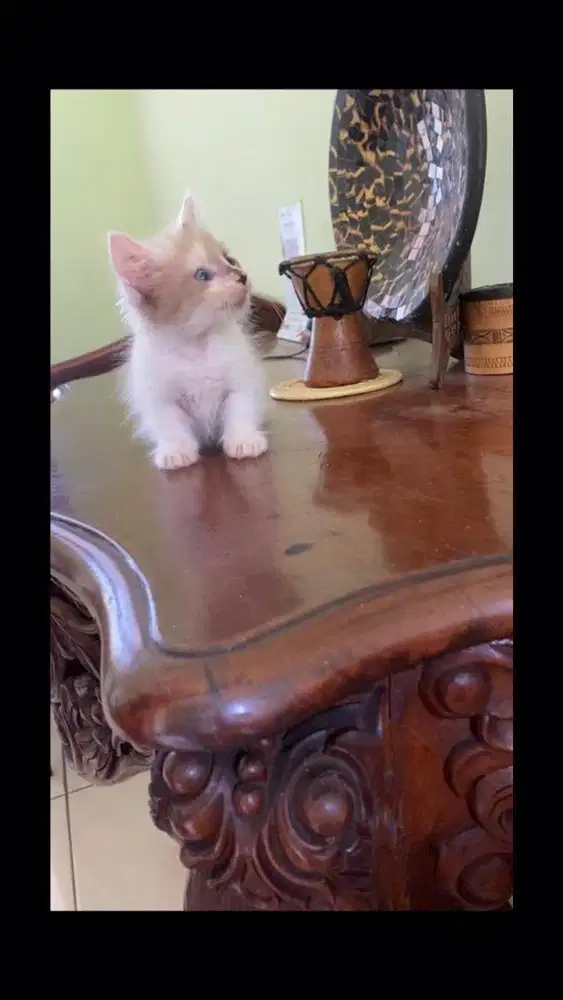 Kucing munchkin betina free 1 ns jantan