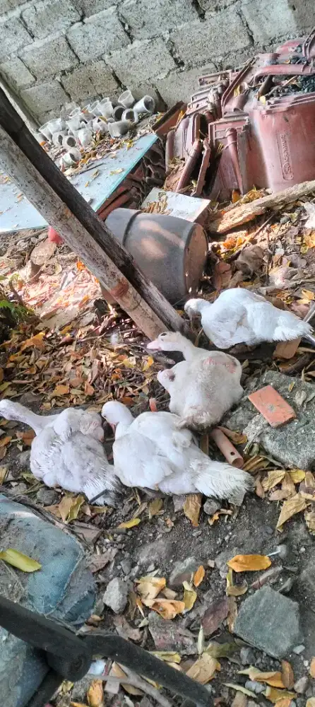 4 Ekor Bebek Entok