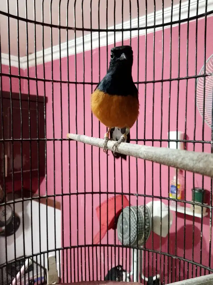 Burung jantan gacor ajib dah