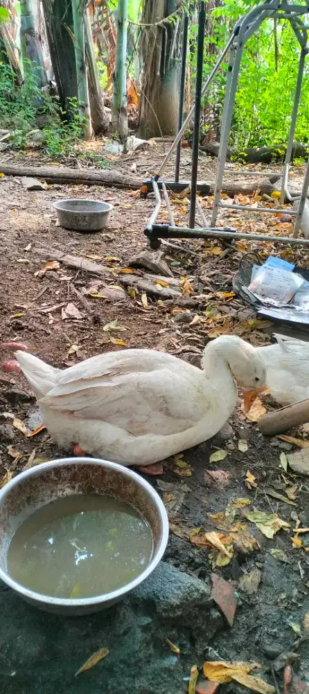 Angsa/Soang Betina Siap Produksi