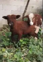 sepasang cempe anakan domba merino motif p4nd4 4 bulanan exotik manteb